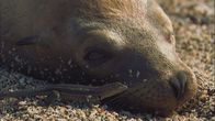 Wildes Überleben – Galapagos-Lavaechsen suchen Seebären nach Parasiten ab.