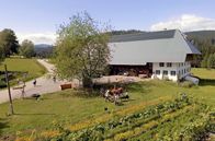 Land - Liebe - Luft – Spaziergang mit dem Ochsen Filu auf dem Mathislehof in Hinterzarten.