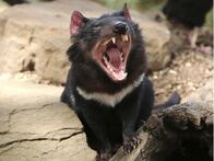 Tierisch abgefahren – Sa, 07.06., 22:30 Uhr