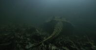 Tod bei Nacht – Louisiana - Alligator-Schnappschildkröte.