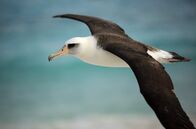 Tropische Inseln unserer Erde – Laysanalbatrosse haben eine Flügelspannweite von etwa zwei Metern und verbringen einen Groß teil ihres Lebens über dem offenen Meer.