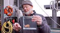 Extreme der Tiefsee: Eisige Abgründe – Dr. Claude De Broyer, belgischer Spezialist für antarktische Fauna, zeigt einen Tiefsee-Amphipoden. Diese winzigen Krebstiere erreichen in der südlichen Tiefsee relativ enorme Maße.