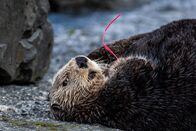 Alaskas Wildtier-Retter – Zippy, a rescued adult northern sea otter. (National Geographic)