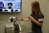 Die Tierärzte von Houston – Keva the Dalmatian looking off camera while being held by her owner by Keva’s leash.