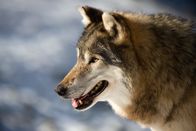Die Odyssee der einsamen Wölfe – Der Wolf erobert sich seine alten Lebensräume zurück, nachdem er über 100 Jahre in Mitteleuropa ausgestorben war.