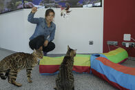 Anna und die Haustiere – Bengalkatzen sind sehr verspielt und brauchen viel Beschäftigung.