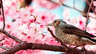 Wildes Tokio – Kirschblüten sind eines der wichtigsten Symbole der japanischen Kultur. Die Bäume bieten zahllosen Vögeln einen sicheren Nistplatz in den Parks von Tokio.