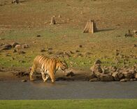 Wildes Indien – Tadoba-Nationalpark, Maharashtra, Indien: Ein Tiger im Abendlicht, der durch einen Bach läuft.