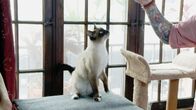 Der Katzenflüsterer – Siamese cat Billy.