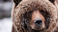 Wildes Kanada – Im Fell des Grizzlybären hängen Eiszapfen.
