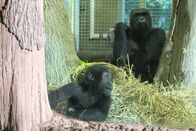 Zoogeflüster – Gorilla Baby.