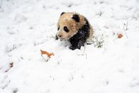 Die Panda-Schule – Sa, 12.09., 04:25 Uhr