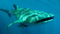 Indonesien - ungezähmt – Ein Walhai – Der größte Fisch der Erde kann bis zu 13 Meter lang und über 12 Tonnen schwer werden.