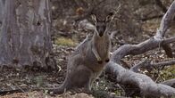 Mini-Monster - Australiens flauschige Räuber – Mini-Monster - Australiens flauschige Räuber (2019)