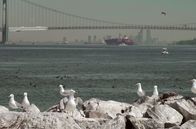 Inselwelt New York – Möwen auf den Felsen vor der Verrazzano-Brücke von New York City