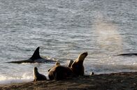 Tierische Freibeuter der Meere – Die jungen Seelöwen spielen gerne am Strand, doch in der Flut lauert eine große Gefahr.