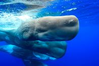 Tierisch gute Eltern – Die Muttertiere halten lieber Abstand, doch die Youngsters der Pottwale sind neugierig – sie kommen nahe an den Kameramann heran, um einen genauen Blick auf den Besucher zu werfen.