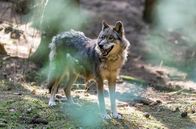 Der Ranger - Paradies Heimat – Doch Nollau hat ein starkes Druckmittel in der Hand: Ihm gehört der Grund, auf dem Jonas zusammen mit seiner Mutter Monika, seiner verwitweten Schwägerin Rike und seinem Neffen Lukas lebt.