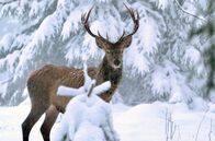 Winter am Alpenrand – Trockene Gräser, Knospen, Zweige und Rinde sind in der kalten Jahreszeit die Nahrung des Rotwilds – so kommt es schon seit Urzeiten über den Winter.
