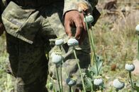 Drogen im Visier – MEXICO- A Mexican soldier showing an opium poppy bulb.