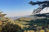 Wildnis Europa – Das Zederntal liegt im Herzen vom Paphos-Wald, dem Kernrevier des zypriotischen Mufflons. Über 3.000 Tiere leben hier.