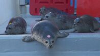 Alaskas Wildtier-Retter – Five rescued harbor seal pups, also known as the "Seal Squad", make their way to a pool at the Alaska SeaLife Center. (National Geographic)