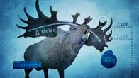 Terra X: Europa in ... – Der Riesenhirsch beeindruckt durch das größte Geweih der Tierwelt. Es wird bis zu vier Metern breit und bis zu fünfzig Kilogramm schwer.