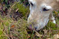 GEO Reportage – Molly, die ausgebildete Wolfsspürhündin, hilft Lea bei der Spurensuche in der Lausitz – Heimat der größten Wolfspopulation Deutschlands.