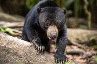 Die letzten Paradiese – Er zählt zu den seltensten Bären der Welt: der Malaienbär, auch bekannt als Sonnenbär. Wegen Wilderei, der Abholzung des Regenwaldes und illegalen Tierhandels ist er inzwischen vom Aussterben bedroht.