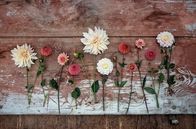 Im Rausch der Blumen – Die Gärtnerei „Blumen Kopf“ bietet eine beeindruckende Vielfalt von Dahlien.