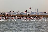 Wildes Venedig – Flamingos - in Venedig.