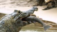 Jaguar vs. Krokodil – Pantanal, Brasilien - CU eines Kaimans, der einen großen Fisch frisst
