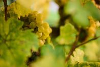 Winzerlegenden – Weiße Weintrauben des Weinguts F.X. Pichler