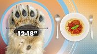Die Zaubertricks der Tiere – The polar bear has the biggest paws of any bear. They can grow between 12 to 15 inches across… at least a full inch larger than most dinner plates. (Photo Credit: