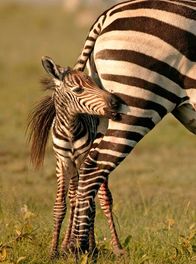 Wilde Tierbabys – Ein junges Zebra versteckt sich hinter seiner Mutter.