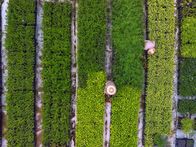 Unser grüner Planet – Um die Renaturierung einer ehemaligen Farm in Brasilien zu beschleunigen, werden viele jungen Bäume gepflanzt.