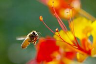 Tierisch alt! – Eine Biene in Arizona: In einem spannenden Experiment wird gezeigt, wie soziale Kontakte den Vergreisungsprozess im kleinen Gehirn der Bienen umkehren können.