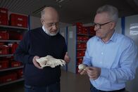 Terra X Harald Lesch – Harald Lesch (l.) und der Paläoanatom Prof. Joris Peters (r.) vergleichen einen Wolfsschädel mit dem eines Yorkshire Terriers. Kaum vorstellbar, dass diese Hunderasse vom Wolf abstammt. Aber wann und wie begann eigentlich die Beziehung von Wolf und Mensch?