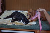 Tierische Freundschaften – LAKE MARY, Fla. - Dachshund Idgie stays loyally by the side of her unlikely animal friend, Ruth the cat. Ruth suffers from a genetic disorder that inhibits her mobility, but best friend Idgie gives her comfort and strength to deal with the disorder. (National Geographic Channels/Ali Cotrell)