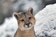 Wilde Dynastien – Eine von Rupestres Töchtern: Sie ist nun 15 Monate alt und erlebt ihren zweiten Winter im verschneiten Nationalpark Torres del Paine.
