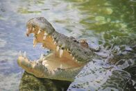 Jurassic C.S.I. – FLORIDA, USA: Maximo, an Australian Salt Water Crocodile, breaks the surface of the water at St. Augustine Alligator Park. The crocodile measures 15 ft 3 in and weighs in at an impressive 1250 lbs.
