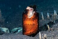 Asiens tierische Freaks – In ihrer frühen Evolution verloren Kraken ihre schützende Schale zugunsten von Beweglichkeit und Intelligenz, so dass die Kokosnusskrabbe Kokosnüsse und andere Gegenstände als tragbaren Schutz nutzt. (istock.com/WhitcombeRD)