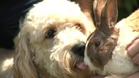 Tierische Freundschaften – The bunny Petey and Ellie the goldendoodle.
