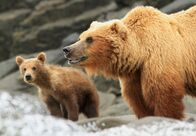 Unter Grizzlys – In den beiden Folgen kämpfen Grizzlymütter unermüdlich um das Überleben ihr Jungen. Ihr Sommer ist voller tragischer Ereignisse.