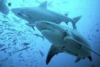 Der echte Sharknado! – Bullenhaie.