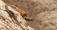 Die Farben der Tierwelt – Plattgürtelechsen regeln Rangkämpfe meist unblutig: Das buntere Männchen gewinnt.
