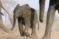 Elefanten hautnah – Junger Elefant nach dem Ganzkörper-Schlammbad