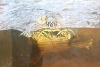 Anna und die Haustiere – Schmuckschildkröten leben im Wasser. Sie sind als Haustiere nur etwas für Liebhaber und nicht für jedes Kind.