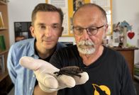 pur+ – Moderator Eric Mayer bekommt von Fledermausbotschafter Wolfram Blug gezeigt, wie er kranke und verwaiste Fledermäuse wieder aufpäppelt. Dabei ist es wichtig, dass der Experte sich gut um die Tiere kümmert und regelmäßig checkt, ob sie gesund sind. Dazu wird jedes einzelne Tier genau angeschaut. Das Ziel: sie wieder in die Natur zu entlassen, um die Fledermauspopulationen zu stärken.