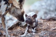 Tierisch gute Eltern – Mutter Wildhund und einer ihrer Welpen beschnuppern einander.